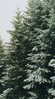 the tall trees are covered with snow