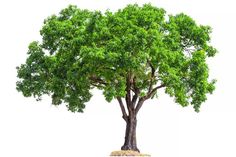 a large tree with green leaves on it