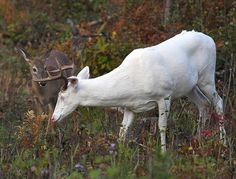 two deer with antlers on their heads grazing in the woods