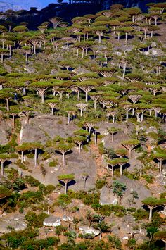 many trees are growing on the side of a hill in an area that looks like it is