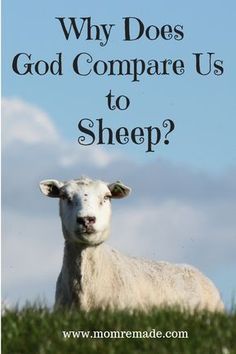 a sheep with the words why does god compare us to sheep?