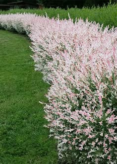 pink and white flowers line the side of a grassy path in front of green grass