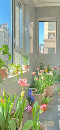 many potted plants are sitting on the windowsills in this room with large windows