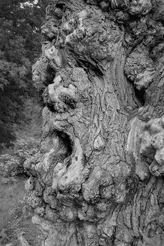 an old tree that is very large and has some branches growing out of it's bark