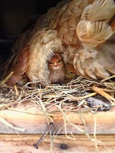 a baby bird is sitting in the middle of its nest with feathers all around it