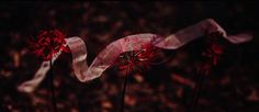 three red flowers with ribbons on them in front of a black background and blurry image