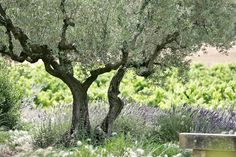 an olive tree in the middle of a field with lavenders and trees around it