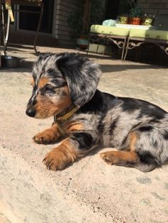 a black and brown dog laying on the ground