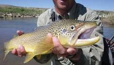 a man holding a large fish in his hands