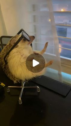 a hedge sitting on top of an office chair next to a window with the blinds open