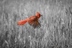 a red bird is flying in the air over some tall grass and weeds, with its wings spread wide open