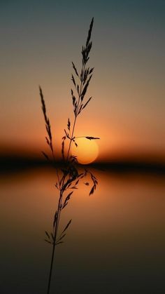 the sun is setting over water and some plants are in the foreground, with one plant sticking out of the water's surface