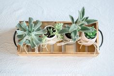 three succulents are sitting in a wooden tray