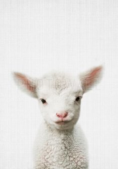 a baby lamb with white fur and ears looking at the camera