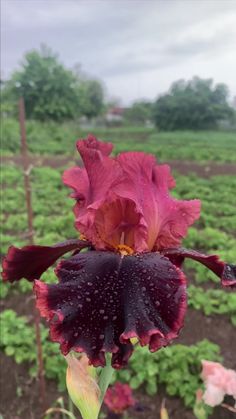 a purple flower with rain drops on it's petals in front of a green field