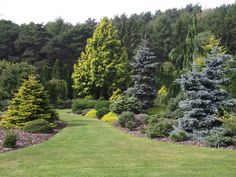 a lush green lawn surrounded by trees and bushes