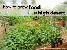 a garden filled with lots of green plants next to a wooden box full of lettuce