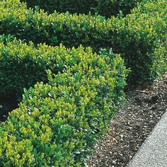 some very pretty green bushes by the sidewalk