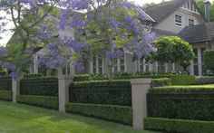 an image of a house with purple flowers in the front yard and hedges on both sides