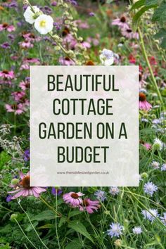 beautiful cottage garden on a budget