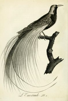 a drawing of a bird sitting on top of a tree branch with its feathers spread out