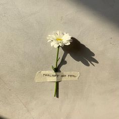 a single white flower sitting on top of a piece of paper that says feelings are fatal