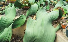 large green leaves are growing on the ground