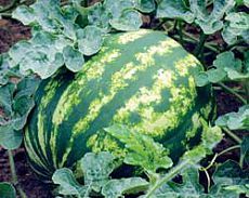 a watermelon is growing in the garden