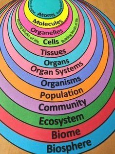 the seven chakras are labeled in different colors