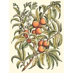 Peach Tree Branch Poster Print - Monceau Duhamel du-VARPDX39285D Image 1 Van Gogh Peach Tree, Peach Tree Print, Peach Trees, Fine Arts Posters, Paper Stock, Tree Branches, The Original, Posters Art Prints, Vivid Colors