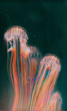 two jellyfish swimming in the water together