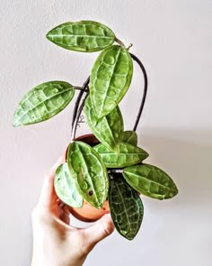 #hoyaelliptica So sexy 🤤 #hoyaofthebrain #hoyaofinstagram #hotforhoya #hoyaaddiction #hoyaaddict #hoyalovers #hoyamygosh #myhoyaheaven… | Instagram Jungle Vibes, House Plants Indoor, August 8, Harajuku Fashion, Plant Life