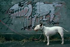 a white dog standing next to a wall with graffiti on it's walls and leashes