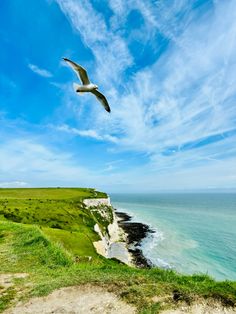 a seagull flying over the edge of a cliff by the ocean on a sunny day