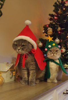 two cats wearing christmas hats on top of a mantle