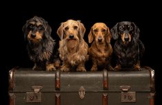 four dachshund dogs sitting on top of an old suitcase with the caption muttles snaps