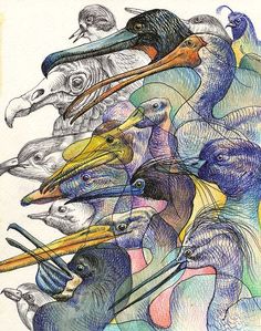 a drawing of birds with different colored beaks on their heads and neck, all facing the same direction