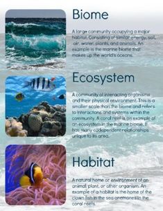 an info sheet describing the different types of marine life