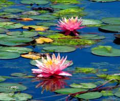 two pink water lilies floating on top of lily pads