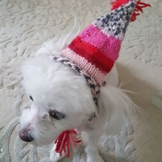 a small white dog wearing a knitted hat with pom poms on it's head