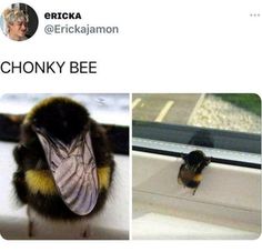 an image of a bird with a bee on it's back and another photo of a bum