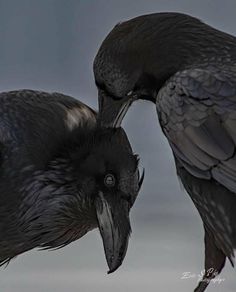 two large black birds standing next to each other on top of a gray ground with their beaks open