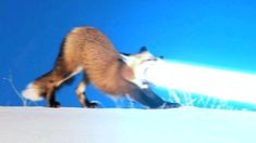 a red fox walking across a snow covered slope