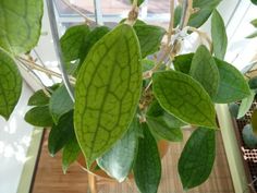 green leaves are growing in a potted plant