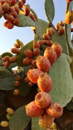 the fruit is still on the tree and ready to be picked