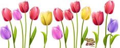 colorful tulips with water drops on them are in the grass and there is no image here to provide a caption for