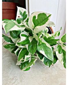 a green and white plant sitting on top of a table