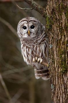 an owl perched on top of a tree branch next to a leafless tree trunk