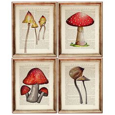 four different types of mushrooms on an old book page