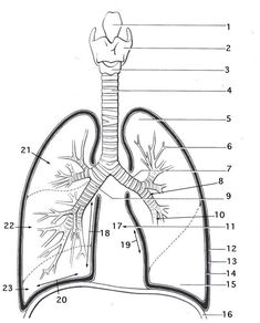 diagram of the human body and lungs